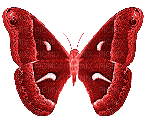 Butterfly, Butterflies, Insect, Insects, Deco, Red, GIF - Jitter.Bug.Girl - Бесплатни анимирани ГИФ
