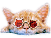 Kaz_Creations Cats Cat Kittens Kitten Glasses