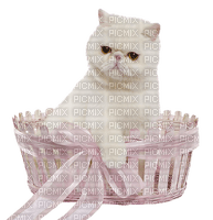 dolceluna cat spring - δωρεάν png