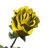 fleur jaune - Darmowy animowany GIF