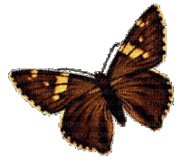 papillom,borboleta gif-l - Gratis animerad GIF
