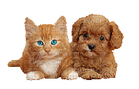 Cat and Dog - Nemokamas animacinis gif
