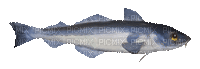 fish deco poisson - GIF animé gratuit