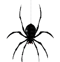 spider - Безплатен анимиран GIF
