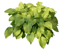 green plant sunshine3 - png gratis