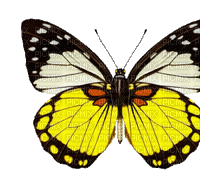 All  my butterflys - GIF animado grátis