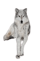Loup assis - Free PNG