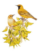 Vögel, gelb, Blumen - nemokama png