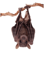 bat - Δωρεάν κινούμενο GIF