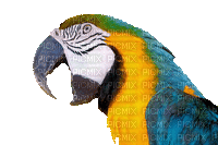 Parrot birds bp - Ilmainen animoitu GIF