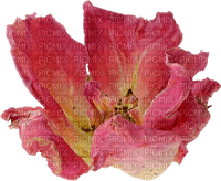 minou-flower-pink-blomma-rosa - PNG gratuit