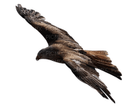 falcon - png gratuito