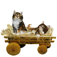 Los gatos en carreta - Безплатен анимиран GIF