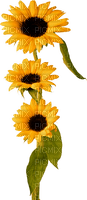 Sunflowers.Brown.Yellow - 免费PNG