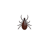 spinning tick by cursed_render - 無料のアニメーション GIF