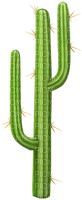 cactus - kostenlos png