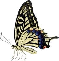 Butterfly- pages -2 - PNG gratuit