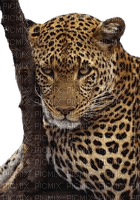 leopard - png gratis