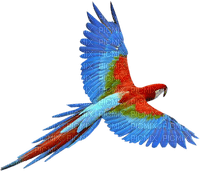 patymirabelle oiseau perroquet - zadarmo png