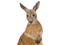 Kaz_Creations Animals Kangaroo - gratis png