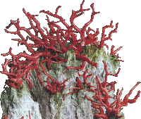 CORAL CORAIL - Free animated GIF