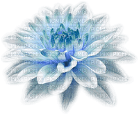 flor azul - png gratis