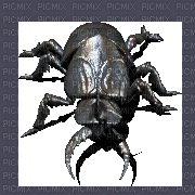 beetle - Gratis animeret GIF