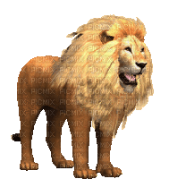 LION - Δωρεάν κινούμενο GIF