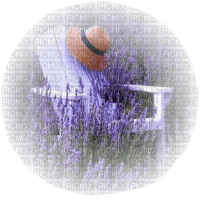 violet purple flowers field sunshine3 - 免费PNG