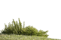 grass - png grátis