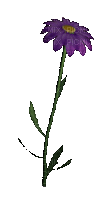 fleur violette.Cheyenne63 - Gratis animerad GIF