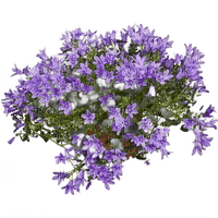 flower plant - gratis png