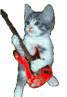 cat on guitar - Free animated GIF