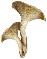 Kaz_Creations Deco Mushrooms - PNG gratuit