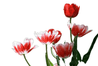 flower,tulip - bezmaksas png
