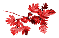 Branch.Leaves.Red - png gratuito