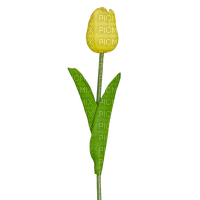 желтый тюльпан - bezmaksas png