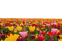 loly33 tulipe - ingyenes png