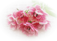 blommor-flowers-pink--rosa - png grátis