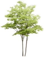Baum - besplatni png