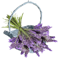 lavender flowers bp - Free PNG