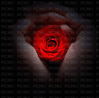 Background Red Rose - Besplatni animirani GIF