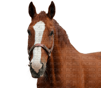 horse head bp - darmowe png