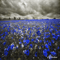 dolceluna poppy poppies field animated background - Free animated GIF