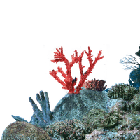 Aquarium - 免费PNG