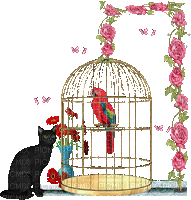 birdcage bp - Ingyenes animált GIF