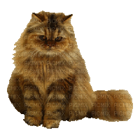 cat (created with gimp) - Безплатен анимиран GIF
