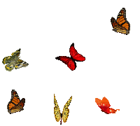 papillons (