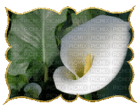 charmille _ fleurs - Nemokamas animacinis gif