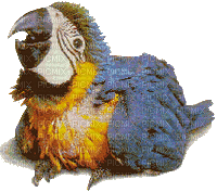 papagáj - Ücretsiz animasyonlu GIF
